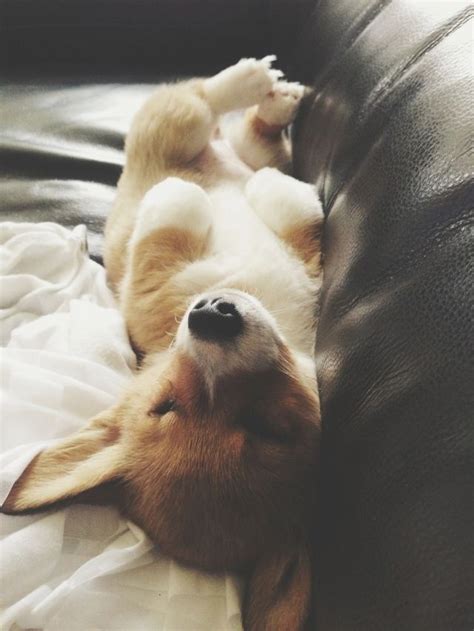 139 best Corgis Sleeping! images on Pinterest | Corgis, Corgi and ...