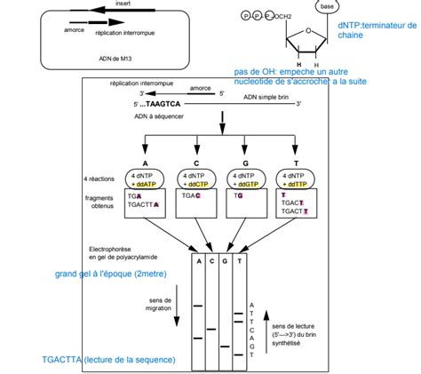 Partielo Le séquençage de l ADN