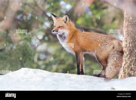 Beautiful Female Red Fox In Winter At Den Stock Photo Alamy