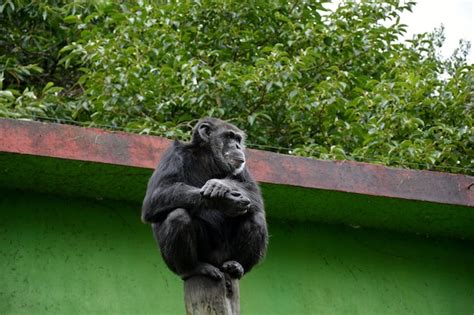 Premium Photo | Close-up of monkey on trunk