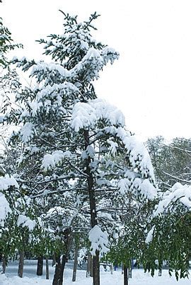 Snowfall Hd Transparent Snow Covered Tree Branches Winter Heavy Snow