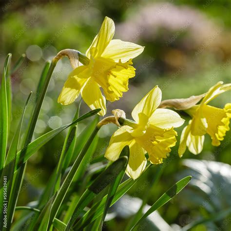 Narcissus Flowers Flower Bed With Drift Yellow Narcissus Flower Also