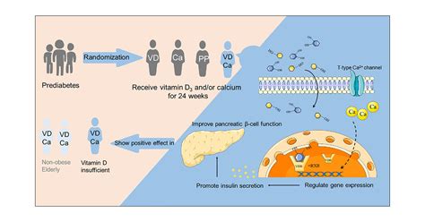 Effect of Vitamin D and or Calcium Supplementation on Pancreatic β Cell