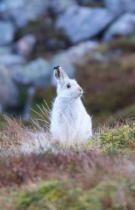 Mountain Hare Outdoors With The Bailies