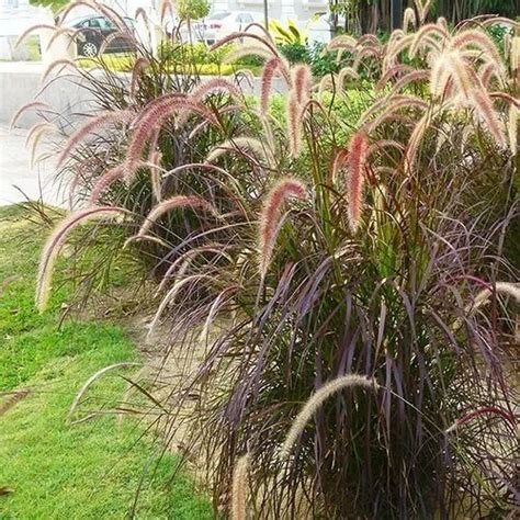 Pennisetum Rubra Cola De Zorro Graminea 3l Oferta 2 499 Cola De