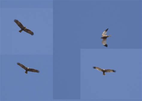 Harriers? Soaring over Kent, SE England 23/02/19 : r/whatsthisbird