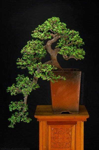 Jade Bonsai: Jade Bonsai Care Guide [2021] - The Bonsai Master