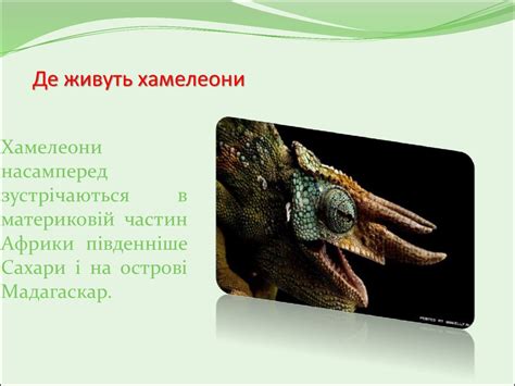Хамелеони - online presentation