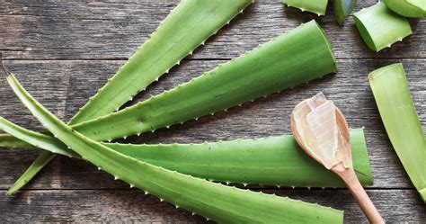 Unlocking The Powerful Benefits Of Aloe Vera For Health And Beauty World Today News