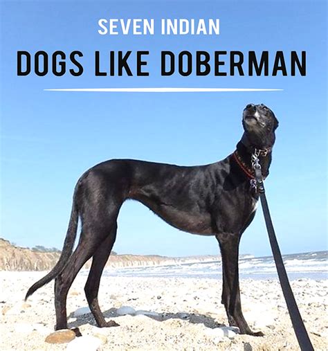 Indian Dog Breeds Name