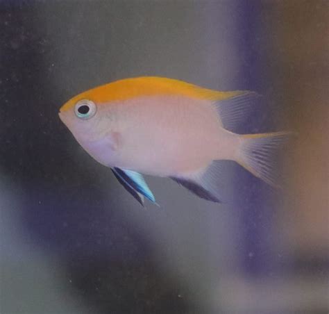 Damsel Blue Fin Live Gem Factory Ltd