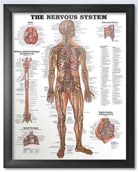 The Nervous System Chart 20x26 Nervous System Anatomy Nervous System