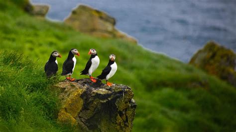 X Puffins K Hd K Wallpapers Images Backgrounds Photos And