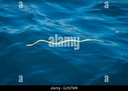 GULFO DULCE COSTA RICA Yellow Bellied Sea Snake Swims On Surface Of