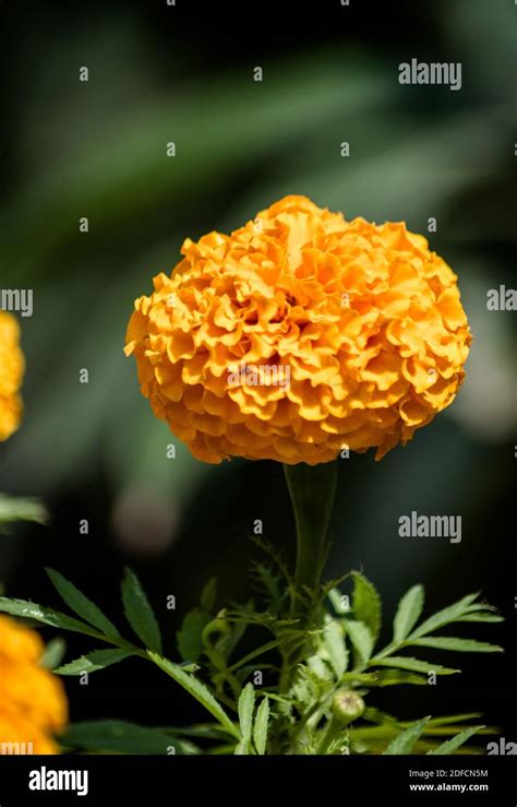 Marigold Flowers Hi Res Stock Photography And Images Alamy