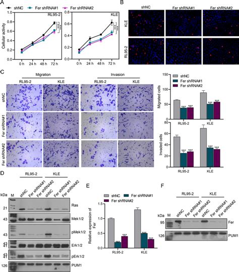 Effects Of Fer Knockdown On Cell Proliferation Migration Invasion