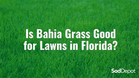 Is Bahia Grass Good for Lawns in Florida? | Sod Depot