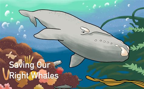 An Illustrated History Of North Atlantic Right Whales Conservation