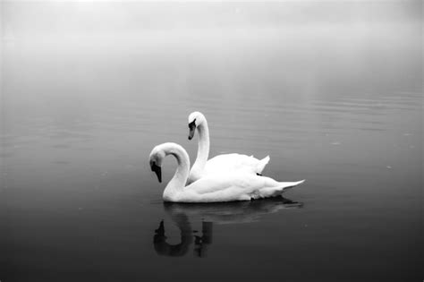 Dos Cisnes Nadan En Un Lago Con Un Fondo Brumoso Foto Premium