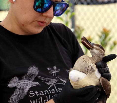 Stanislaus Wildlife Center called on to help in avian botulism outbreak at Tulare Lake - Manteca ...