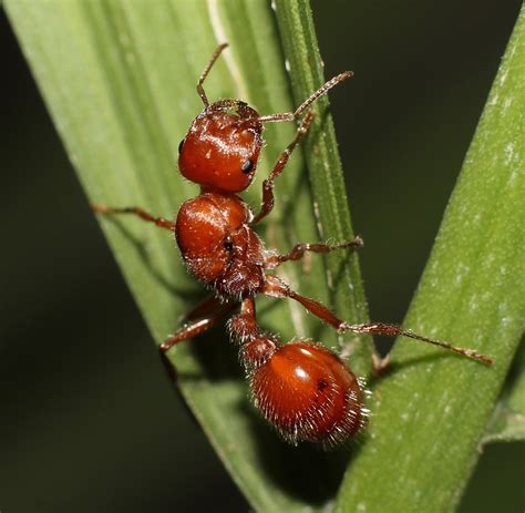 The Secrets Of Royalty Amazing Facts About Queen Ants