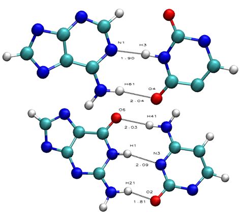 Hydrogen Bonding In Dnapairs