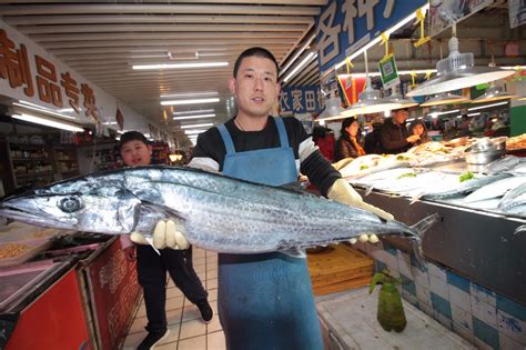 青岛鲅鱼上市，每条20斤比孩子都大鲅鱼青岛伊春新浪新闻