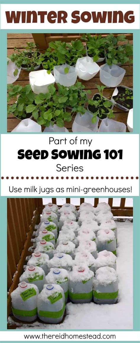 Seed Starting Winter Sowing A Simple Step By Step Guide The