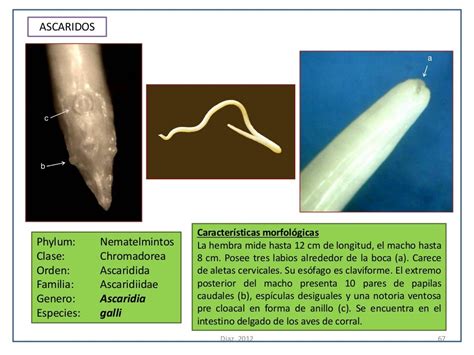 Atlas De Parasitologia Veterinaria