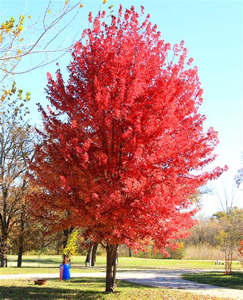 Arce Rojo O Maple Rojo Americano