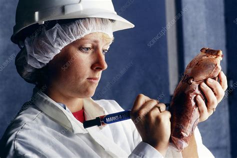 Researcher Preparing Beef For Analysis Stock Image T