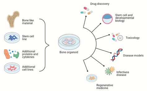 Selectbio 3d Culture Organoïds 2021 Ooc Elveflow