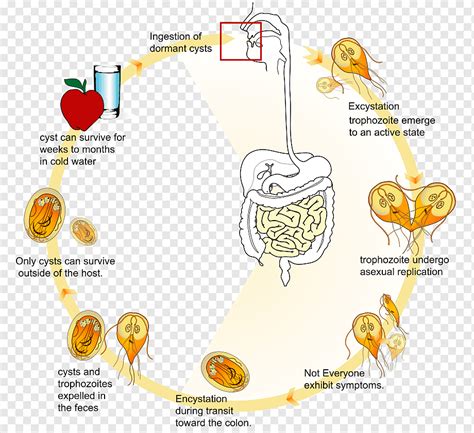 Giardia Ciclo De Vida