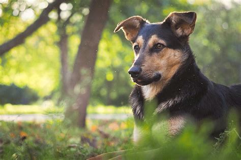 Do Gnats Bite Dogs? How to Prevent Gnat Bites