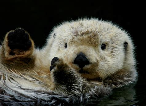 Could Sea Otters Help Save California’s Vanishing Kelp Forests ...