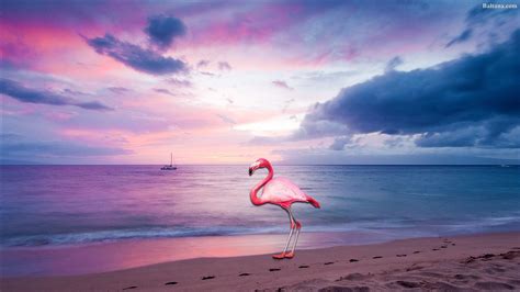 4K Flamingo Wallpapers - Top Free 4K Flamingo Backgrounds - WallpaperAccess