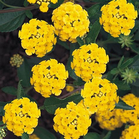 Vigoro 2 6 Qt 1 Yellow Lantana Plant 5321 The Home Depot