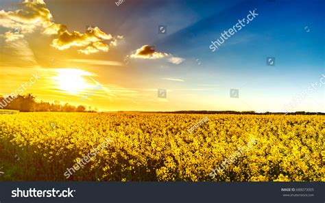 1,236 Mustard field horizon Images, Stock Photos & Vectors | Shutterstock