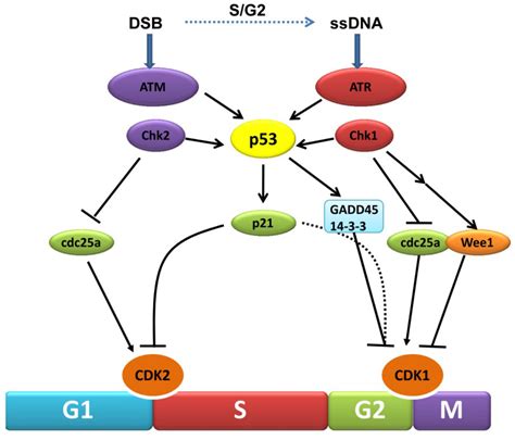 Signalling Dna Damage Intechopen