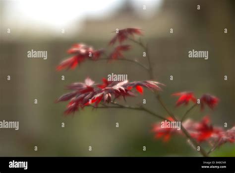 Acer maple tree Stock Photo - Alamy