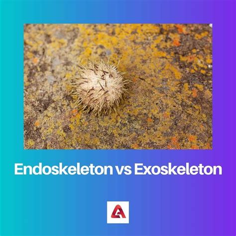 Endoskeleton vs Exoskeleton: Difference and Comparison