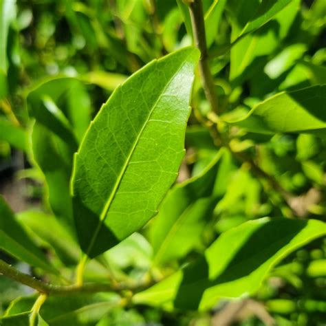 Hard Quandong Elaeocarpus Obovatus Delivertree