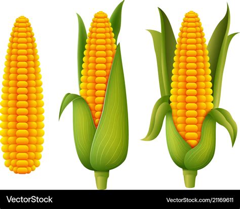 Fresh Corn Royalty Free Vector Image Vectorstock