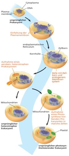 Zellorganellen 1 Karteikarten Quizlet