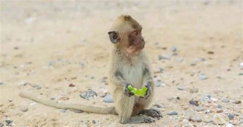 Macaque Behavior - AnimalBehaviorCorner