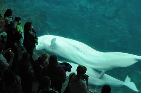 Mating Beluga Whales Editorial Photo Image Of Aquarium 20926341