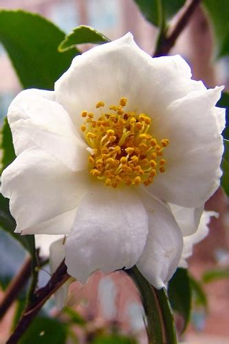 Buy The Best Cold Hardy Camellia Plants That Will Grow In Usda Zone 6