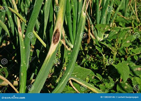 Purple Blotch Disease On Onion Stock Photo Image Of Green Diseased