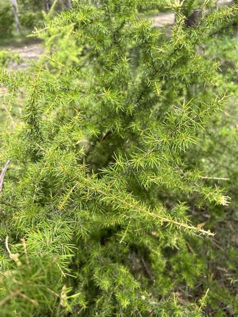 Grevillea Juniperina Juniperina From Luxfords Trail Jordan Springs