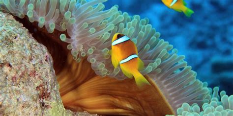 Mengenal Bioma Laut Lokasi Suhu Curah Hujan Iklim Tumbuhan Dan